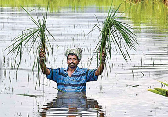 నీళ్లలో చేలు.. కళ్లలో నీళ్లు