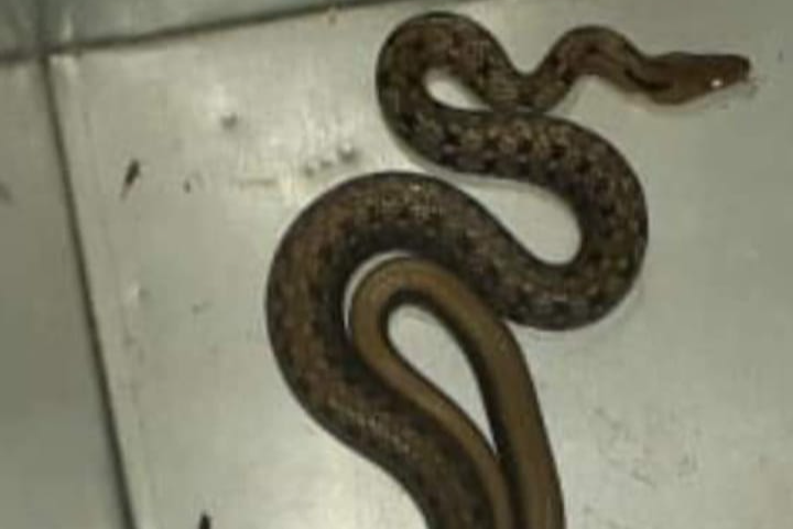 seoni-mla-rescues-snake-that-came-out-at-home