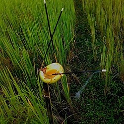 assamese people ready to celebrate kati bihu