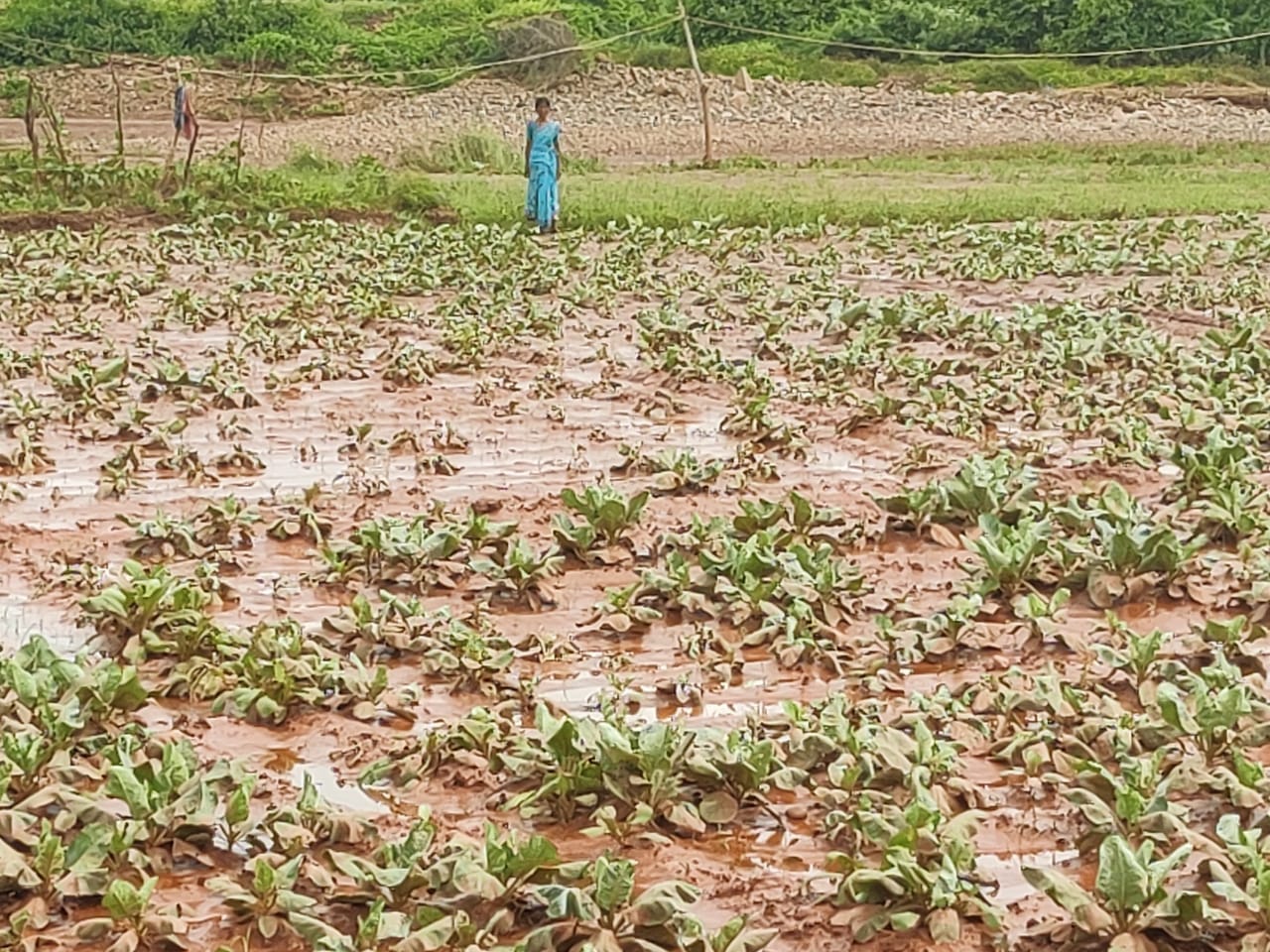 Heavy Rain Lash in North Karnataka Causing Inundation: 111 House of Rabakavi Banahatti Wrecked