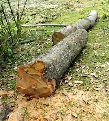 মুখ্যমন্ত্ৰীক আদৰিবলৈ গছ কাটিলে বিজেপি কৰ্মীয়ে!