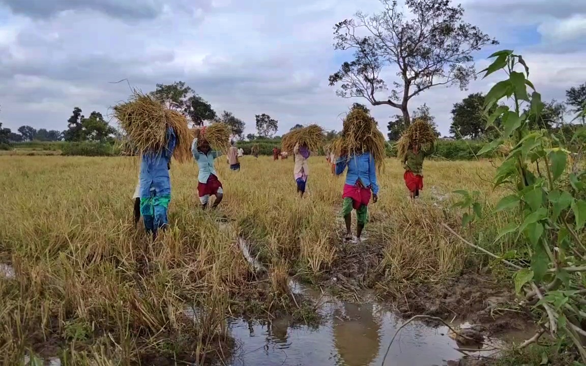 Farmers working to save crop