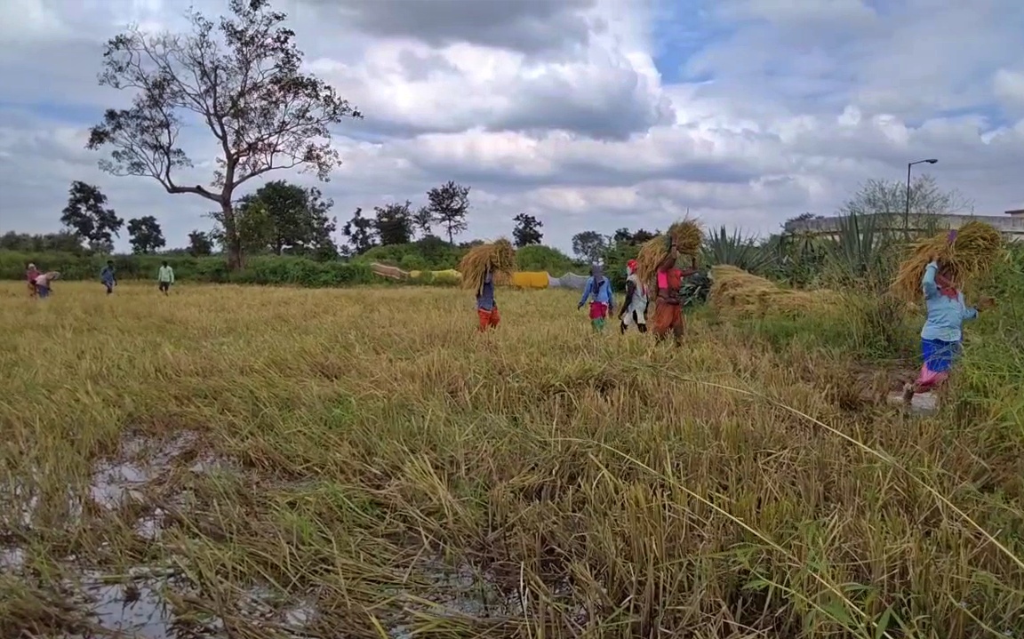 Unseasonal rains in Chhattisgarh spoiled crop