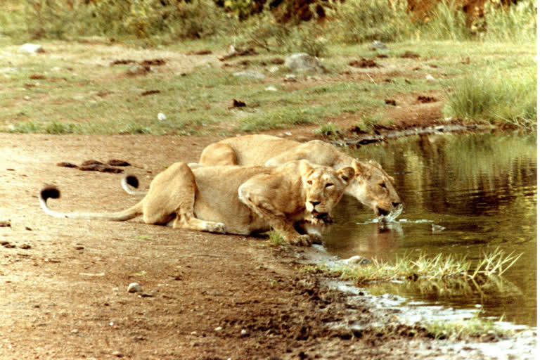 Gir Sanctuary