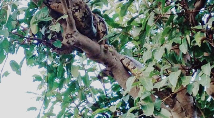 15 foot Python seen in Ringnod Dhar while hunting goat