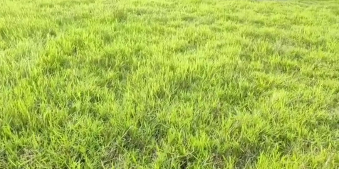 On the day of Kati Bihu, the farmers of Titabar were disappointed to see Paddy Field