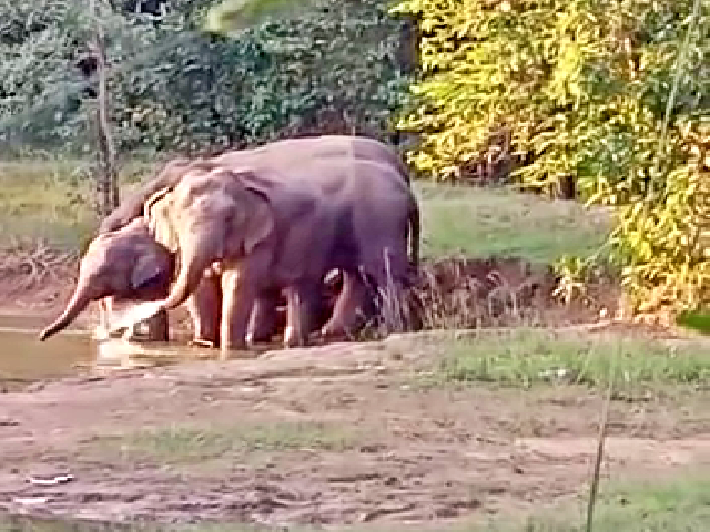 elephants-group-has-reached-balod-dundee-forest