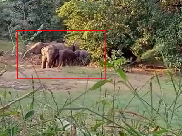 elephants-group-has-reached-balod-dundee-forest