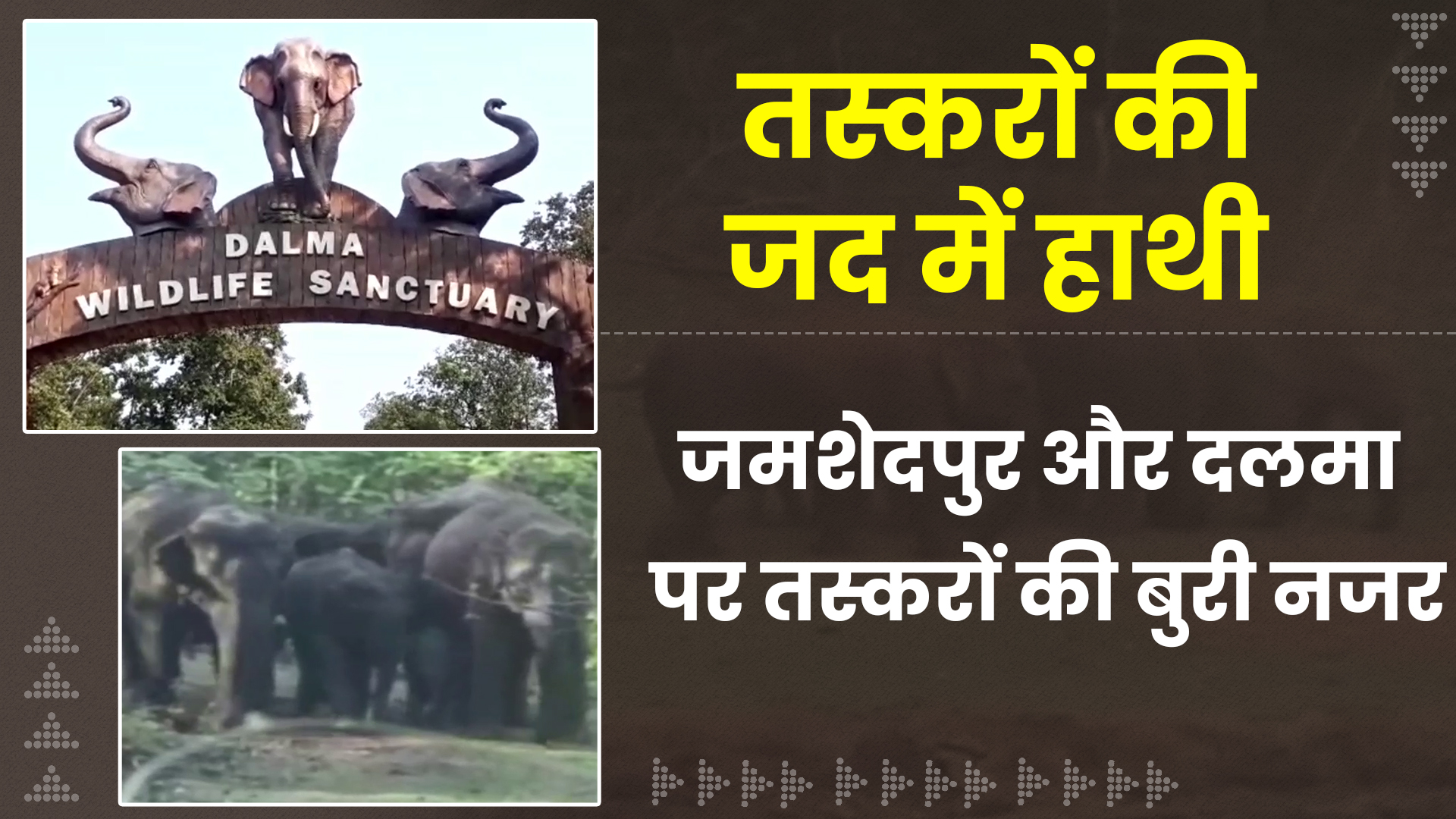 elephants-are-not-safe-in-jamshedpur-forest-division