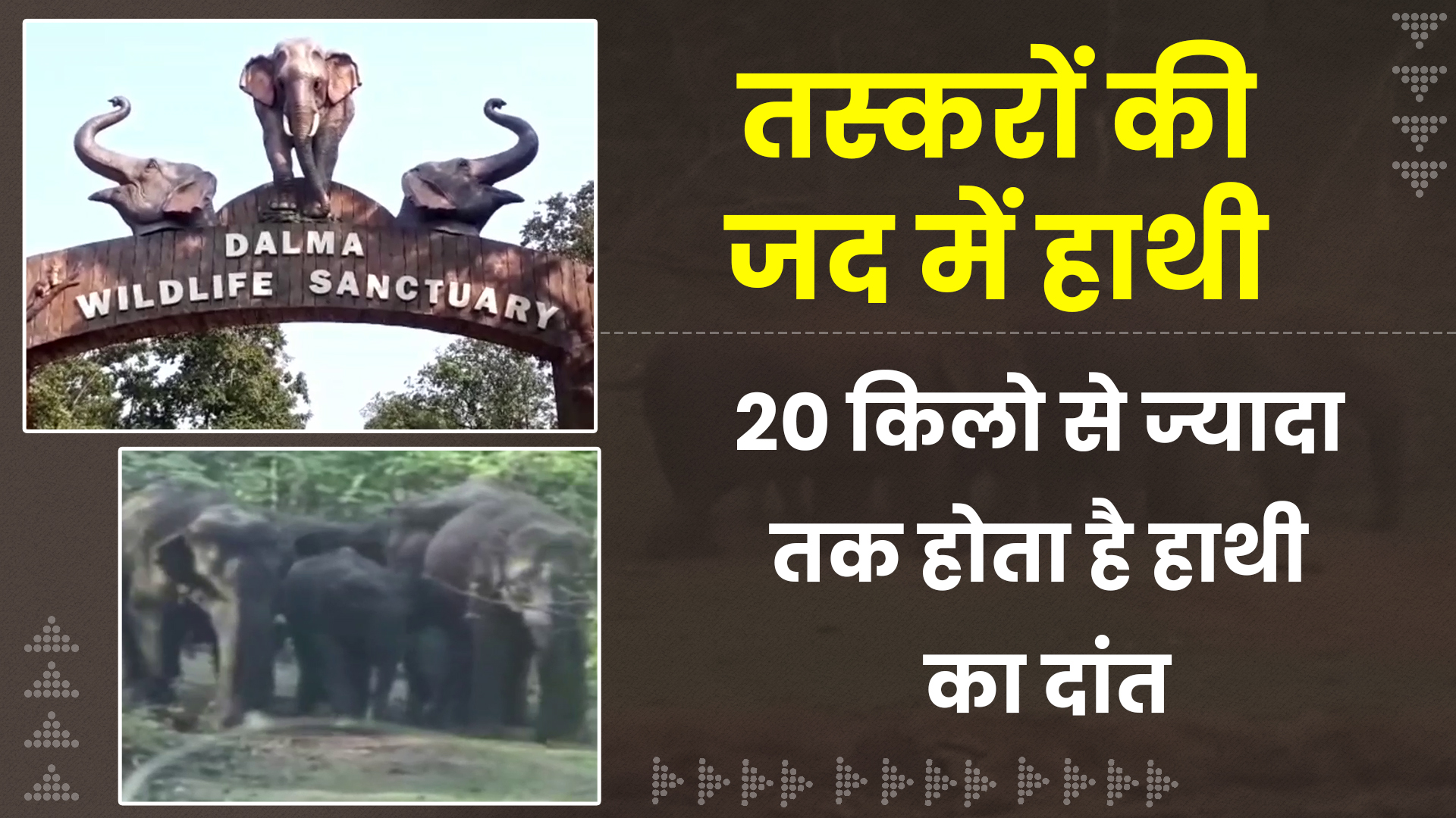 elephants-are-not-safe-in-jamshedpur-forest-division