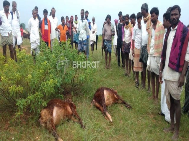 2 sheeps dies after the attack of thunder