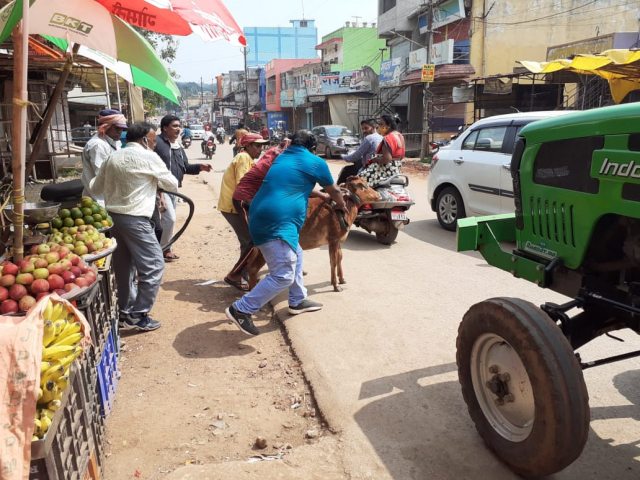 Cattles roaming in streets sent to Gothan