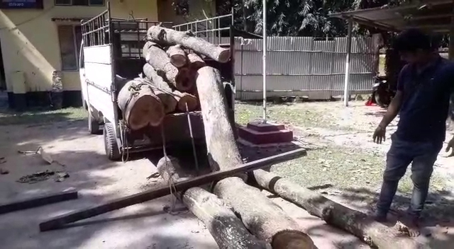 illegal timber