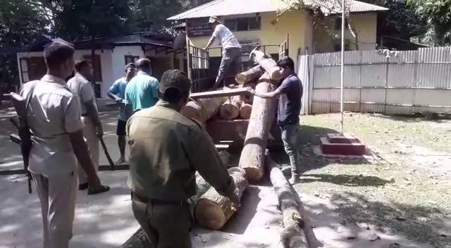 illegal timber