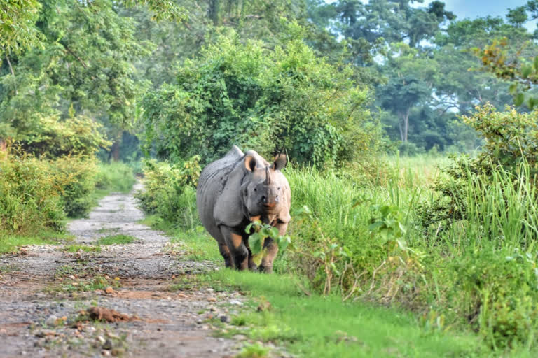 Assam's Kaziranga National Park to reopen for tourists from today