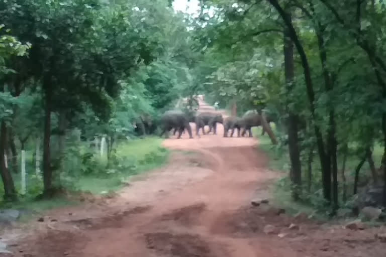 22 elephants reached the Dalli Rajhara range of Balod