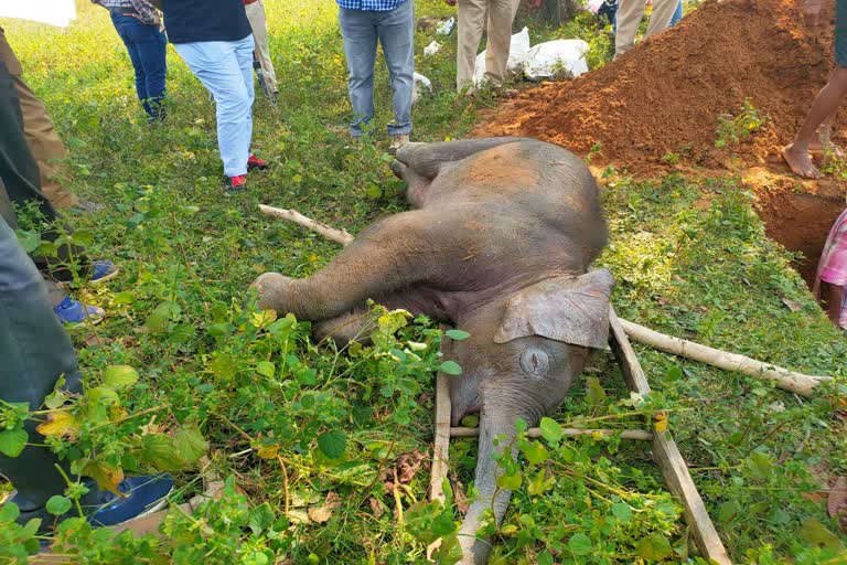 Elephant cub died