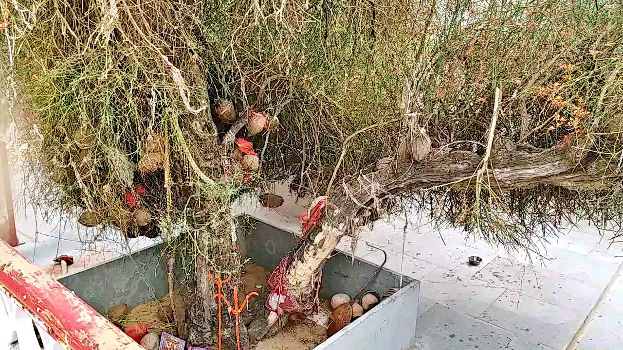 पाढ़ाय माता मंदिर  केर के झाड़ से प्रकट हुई देवी  महिषासुरमर्दिनी  पाढ़ाय माता मंदिर नागौर  राजस्थान में मंदिर  नागौर में मंदिर  nagaur news  rajasthan news  Temple in Nagaur  Temples in Rajasthan  Padhai Mata Temple Nagaur  Mahishasuramardini  Festival of Navratri  Salt production  Padhai Mata Temple  Goddess revealed from tree of Kerr