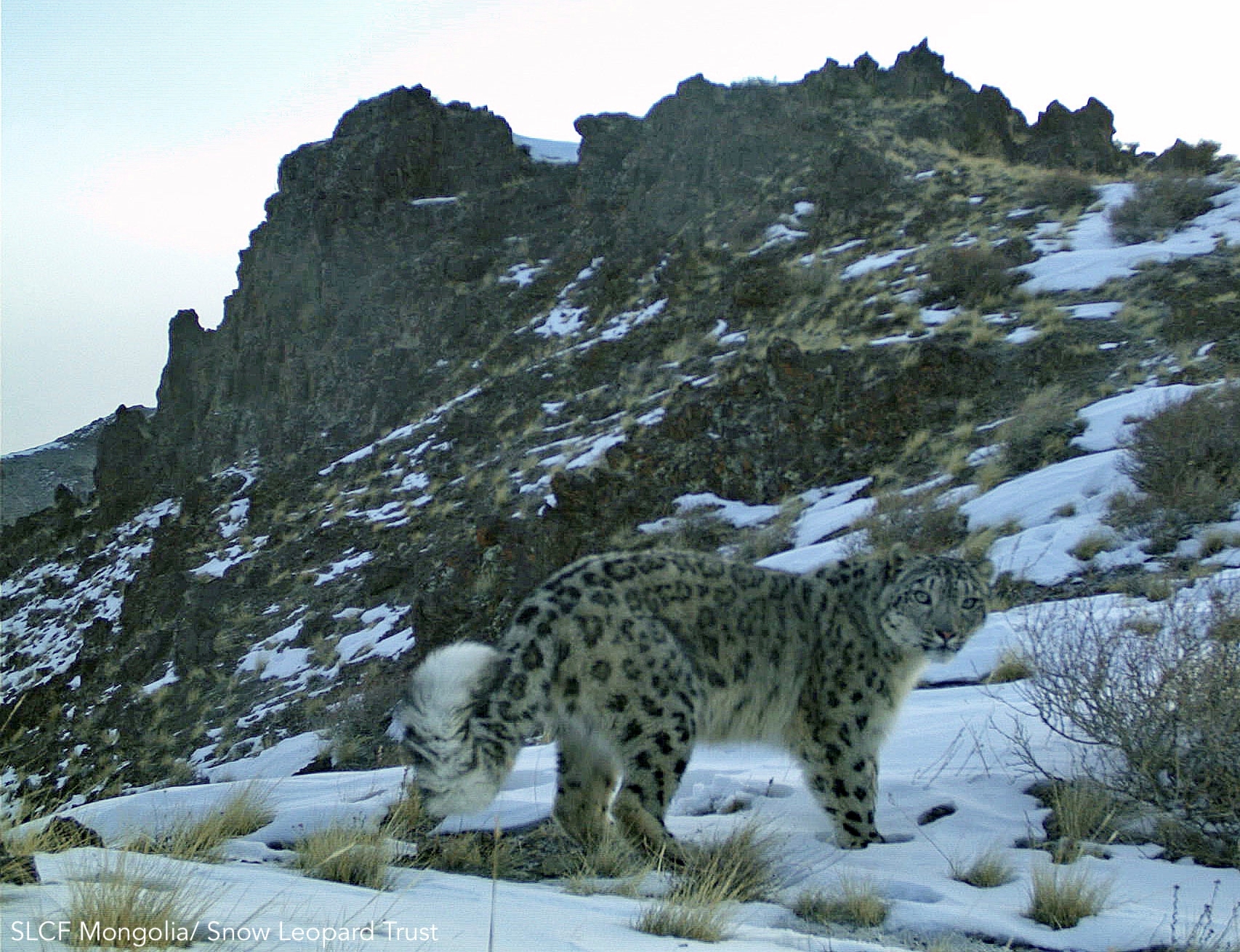 international-snow-leopard-day-2020