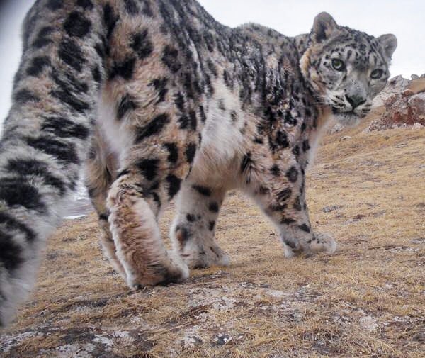 international-snow-leopard-day-2020