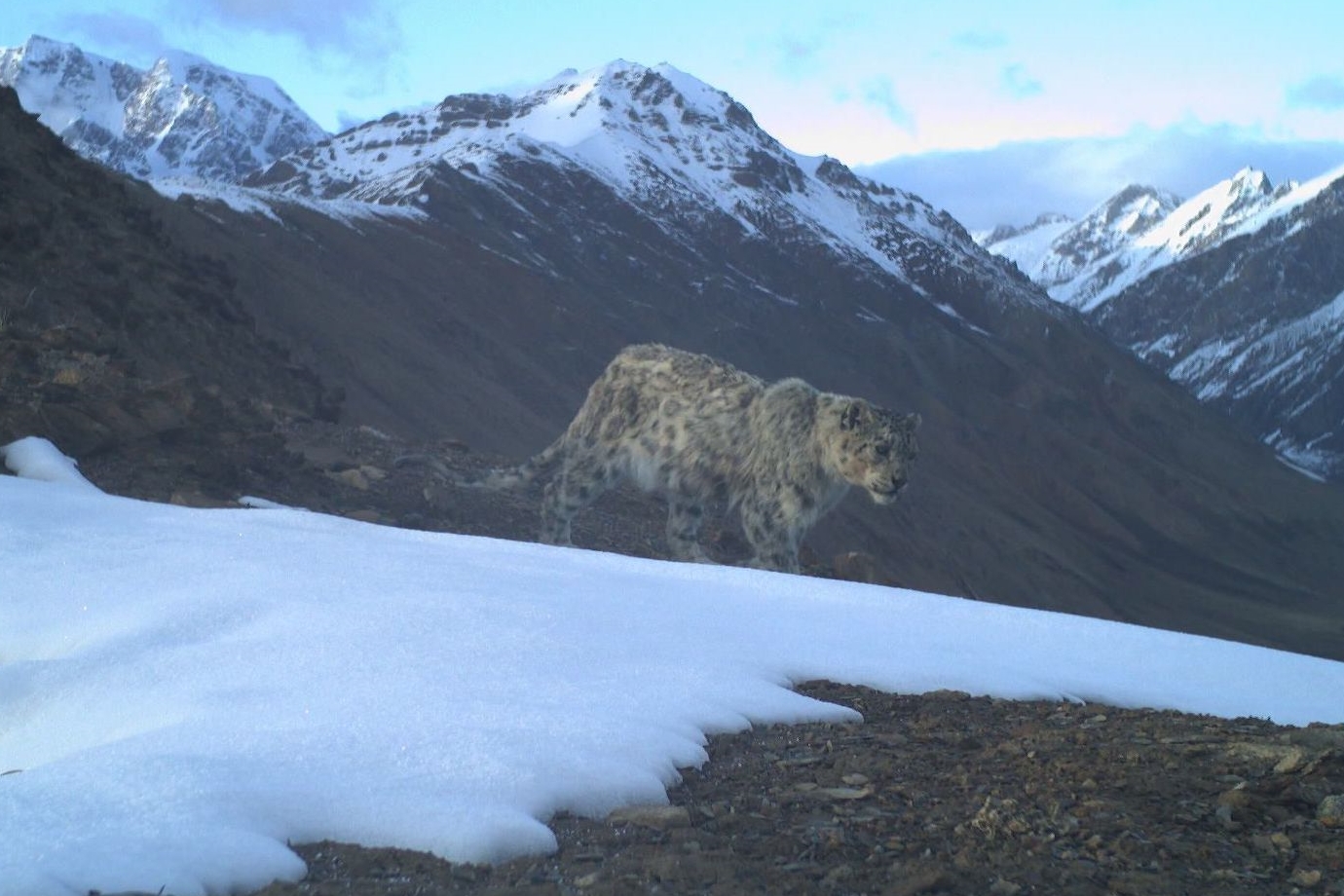 international-snow-leopard-day-2020