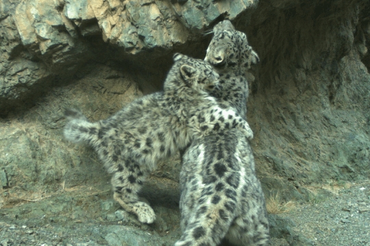 international-snow-leopard-day-2020