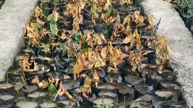 Many plants dried up