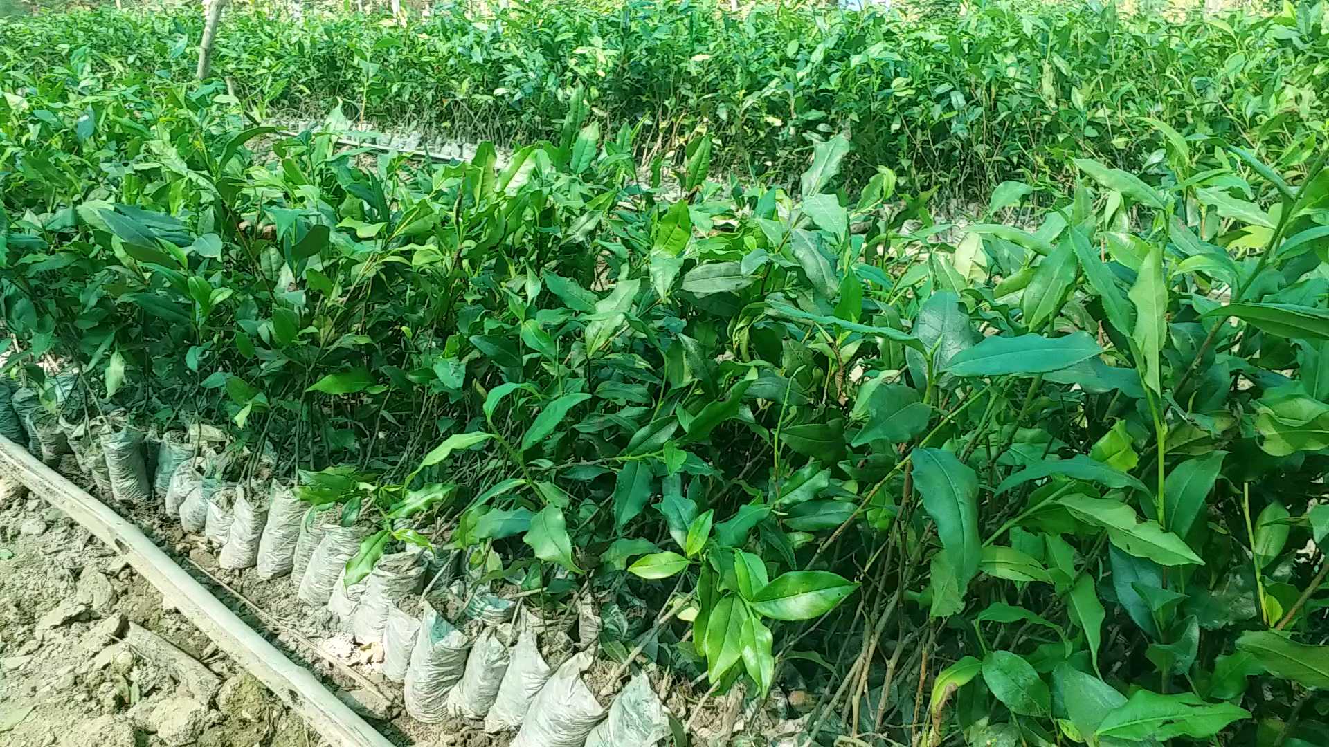 thousands-of-plants-brought-from-siliguri-for-dehraduns-tea-estate