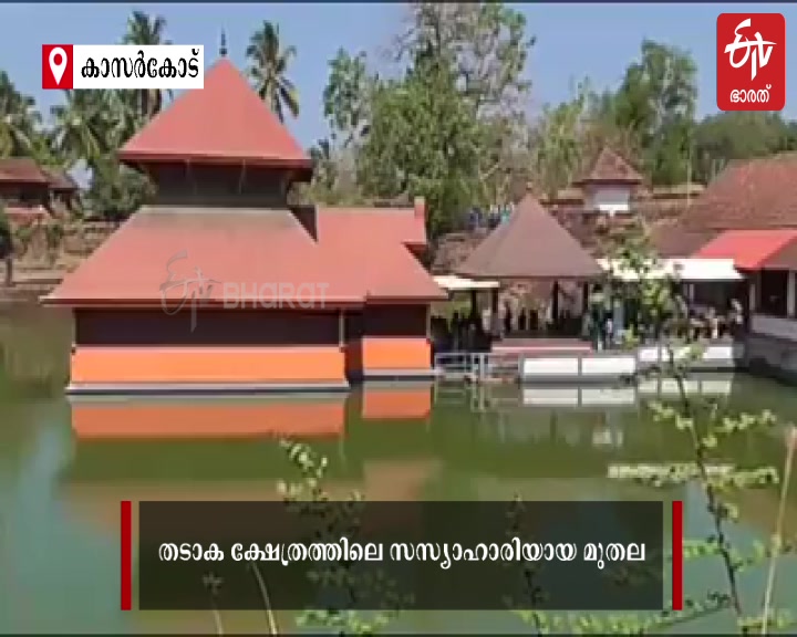 lake temple  kasarcode lake temple crocodile babiya.  crocodile babiya  കൗതുകമുണർത്തി ബബിയ  കാസർകോട്:  കുമ്പള അനന്തപുരം