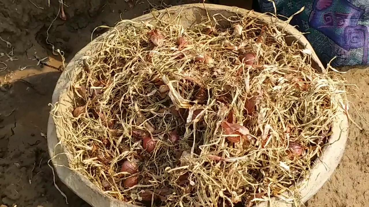 alwar famous onion,  onion cultivation in alwar,  अलवर की खबर,  राजस्थान हिंदी न्यूज