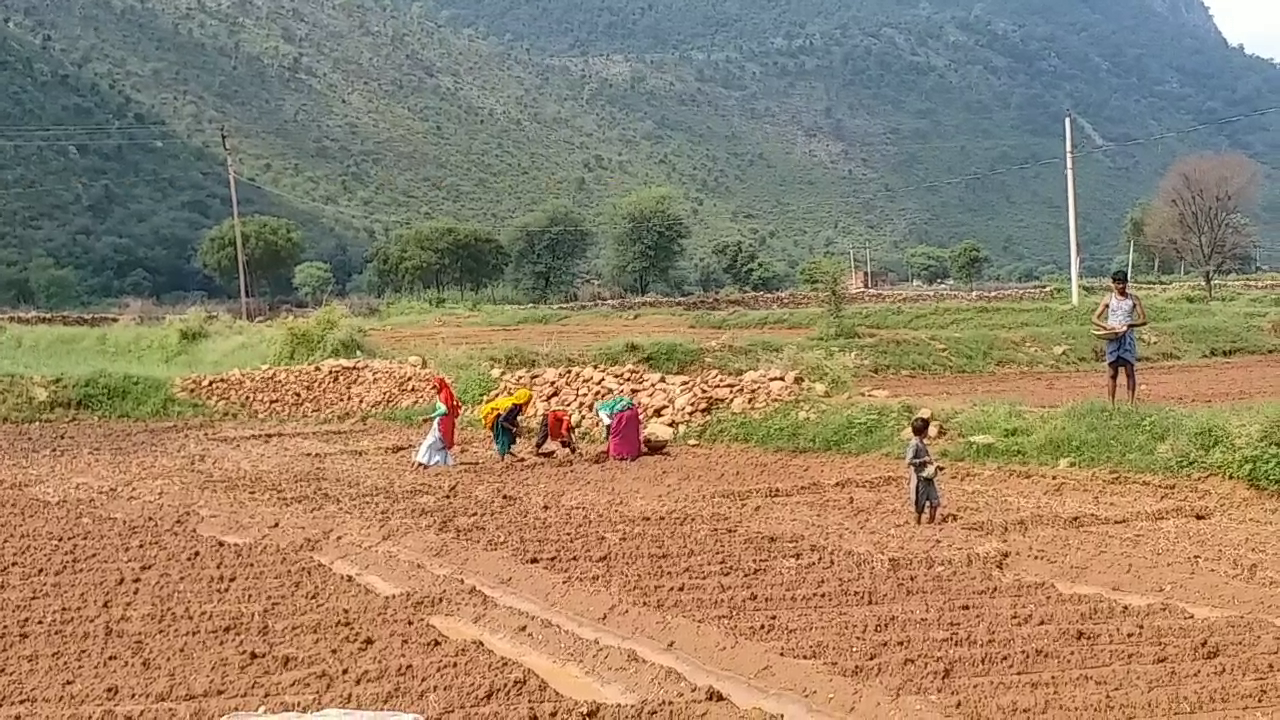 alwar famous onion,  onion cultivation in alwar,  अलवर की खबर,  राजस्थान हिंदी न्यूज