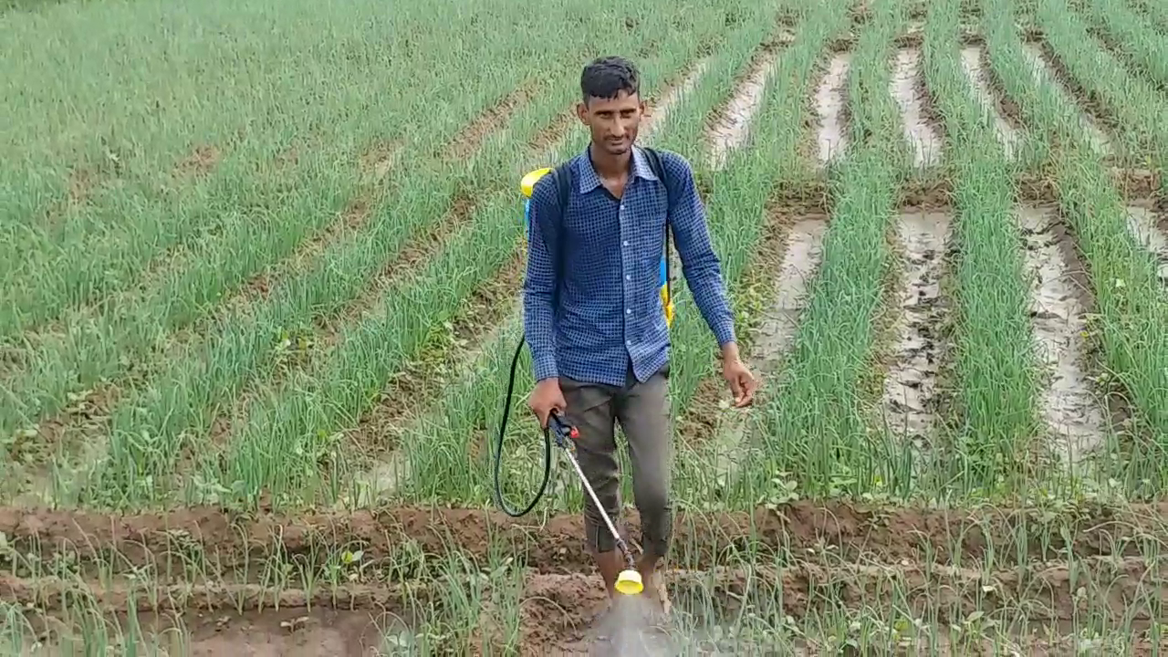 alwar famous onion,  onion cultivation in alwar,  अलवर की खबर,  राजस्थान हिंदी न्यूज