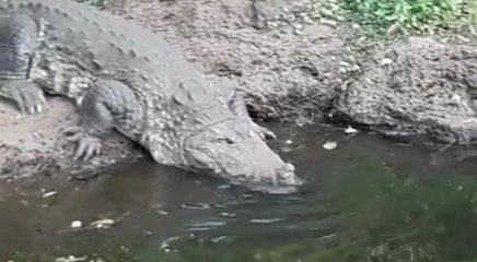 The crocodile at Ananthapura Lake Temple lies in front of the sanctum sanctorum