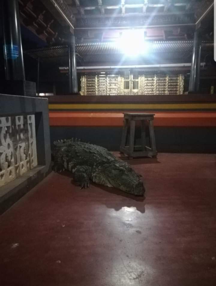 Babiya Picture posted , Babiya crocodile at Ananthapura Lake,  Babiya crocodile in front of the sanctum sanctorum, Babiya, Babiya news, Babiya Photo in social media, Babiya Photo viral, ಅನಂತಪುರಂ ದೇವಸ್ಥಾನದ ಬಬಿಯಾ, ಪ್ರಾಂಗಣದೊಳಗೆ ಬಂದ ಬಬಿಯಾ, ಬಬಿಯಾ, ಬಬಿಯಾ ಸುದ್ದಿ, ಬಬಿಯಾ ಫೋಟೋ ವೈರಲ್​, ಸಾಮಾಜಿಕ ಜಾಲತಾಣದಲ್ಲಿ ಬಬಿಯಾ ಫೋಟೋ ವೈರಲ್​,