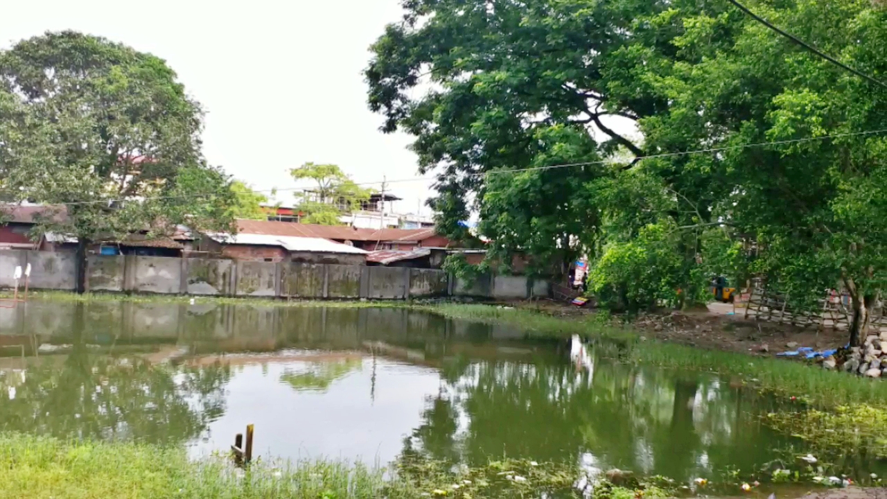 Lotus pond become dirty in morigaon assam etv bharat news