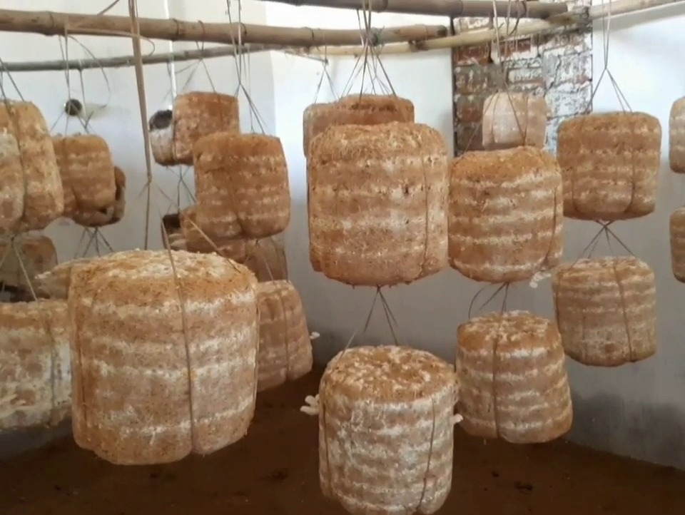 surajpur mushroom cultivation