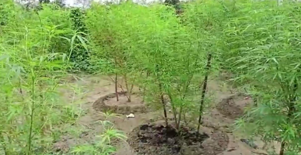 Cannabis cultivation Eviction By Public At Dhubri