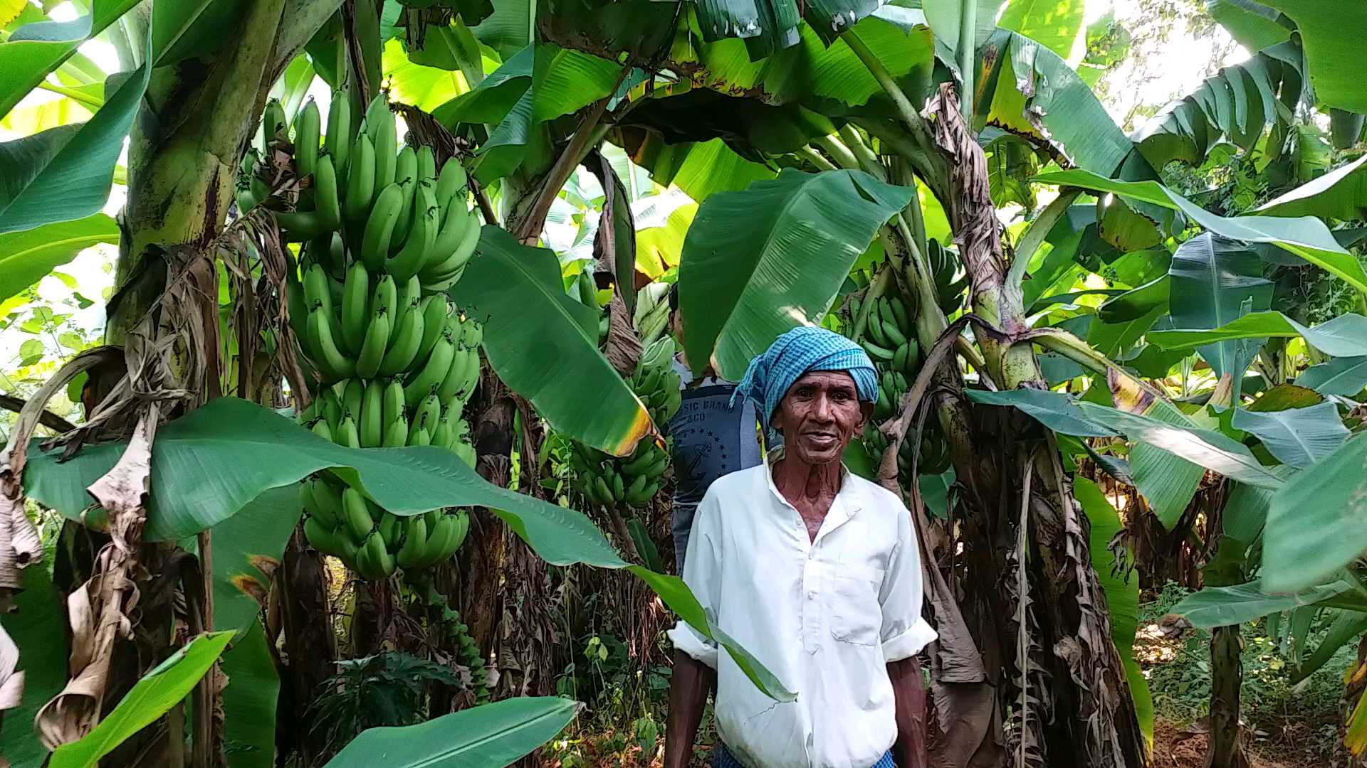 by-collective-farming-farmers-have-produced-a-lot-of-banana-in-latehar