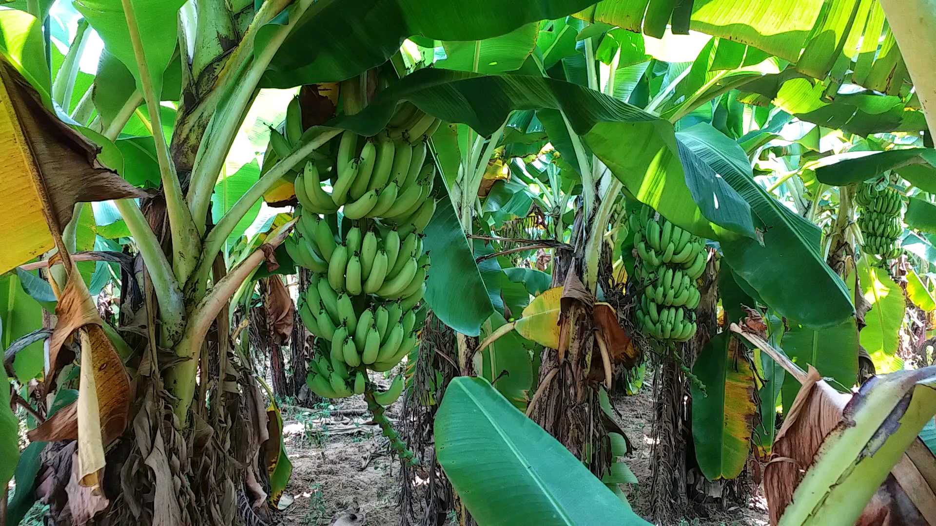 by-collective-farming-farmers-have-produced-a-lot-of-banana-in-latehar