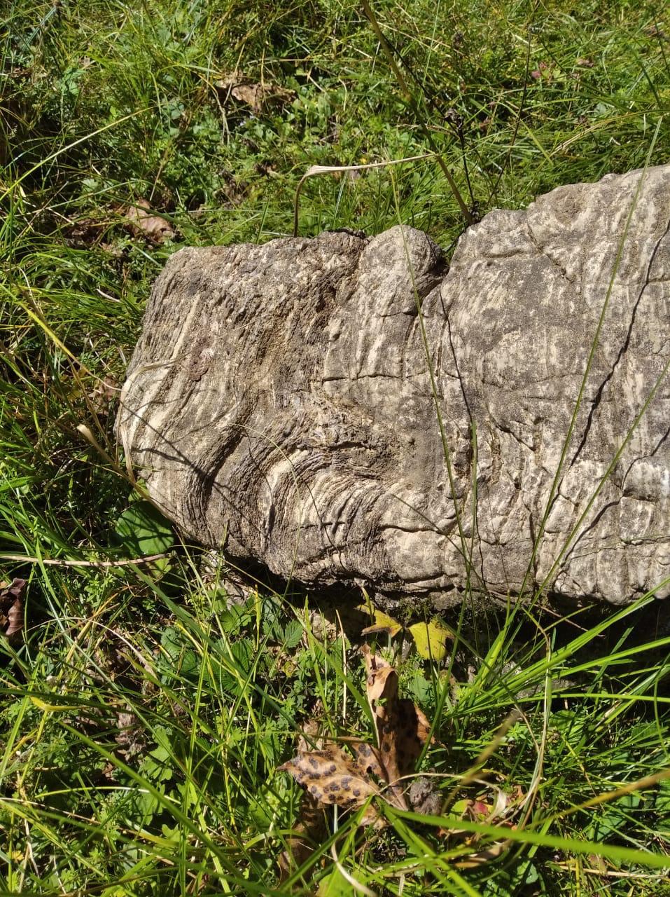 50-million-year-old-stromatolite-fossils-found-in-pratapnagar