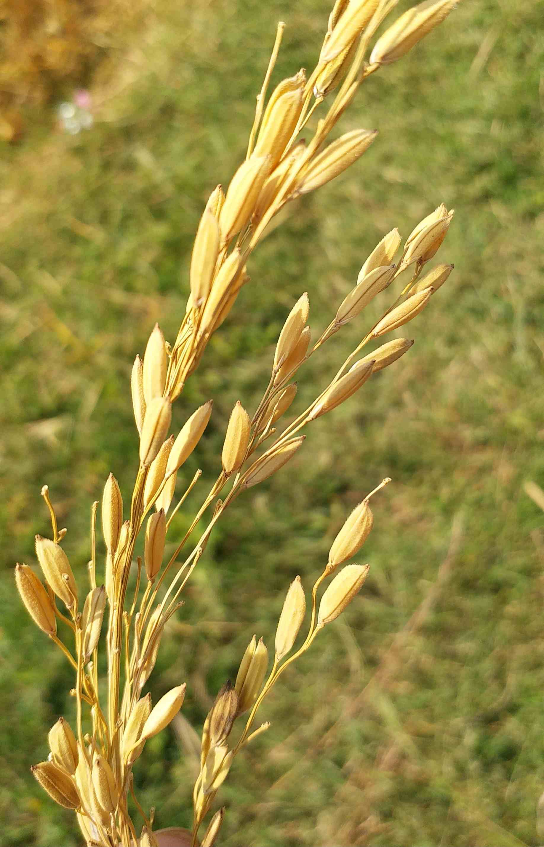 paddy-yield-doubled-in-lohardaga