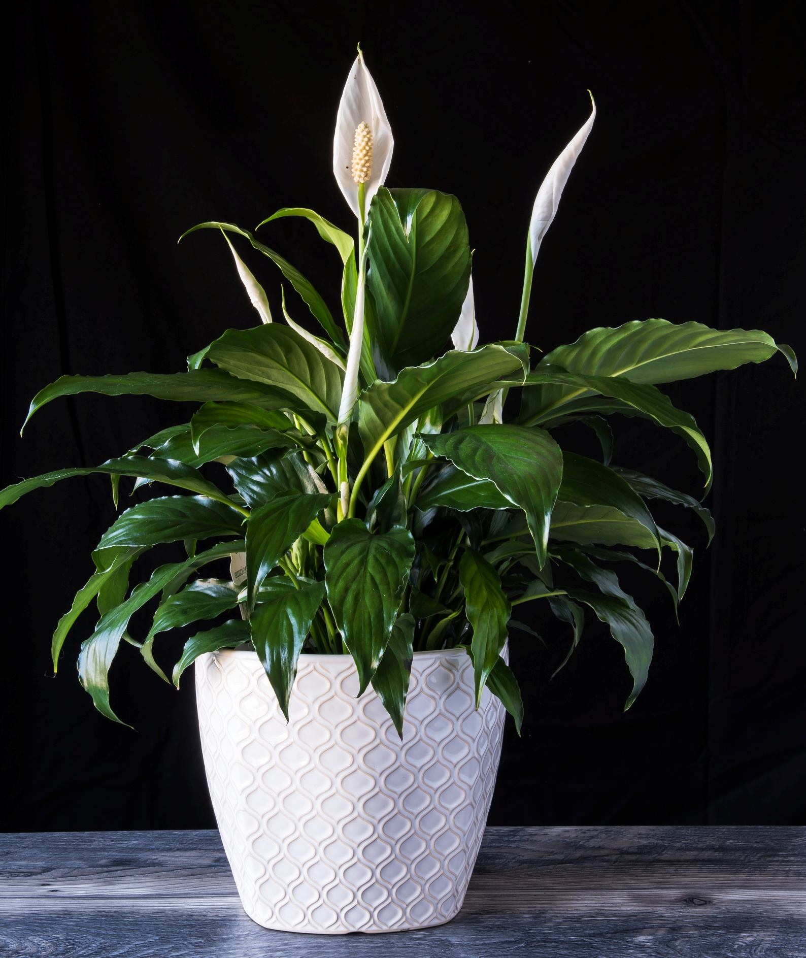 Peace Lily