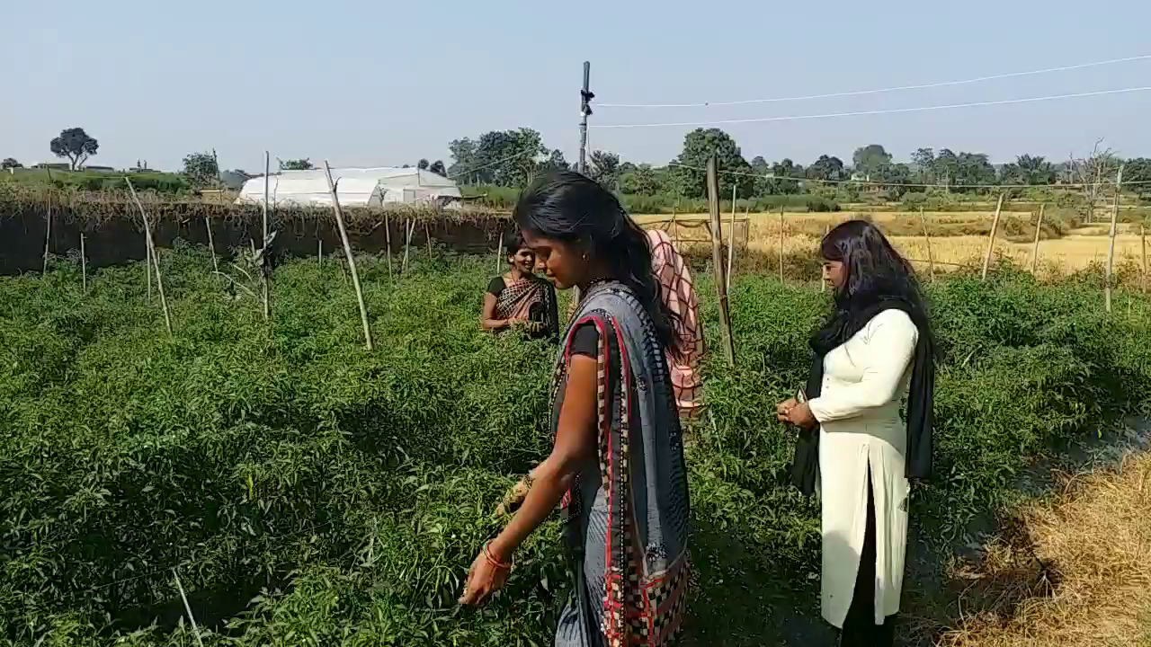 Jharkhand women become self-reliant through farming