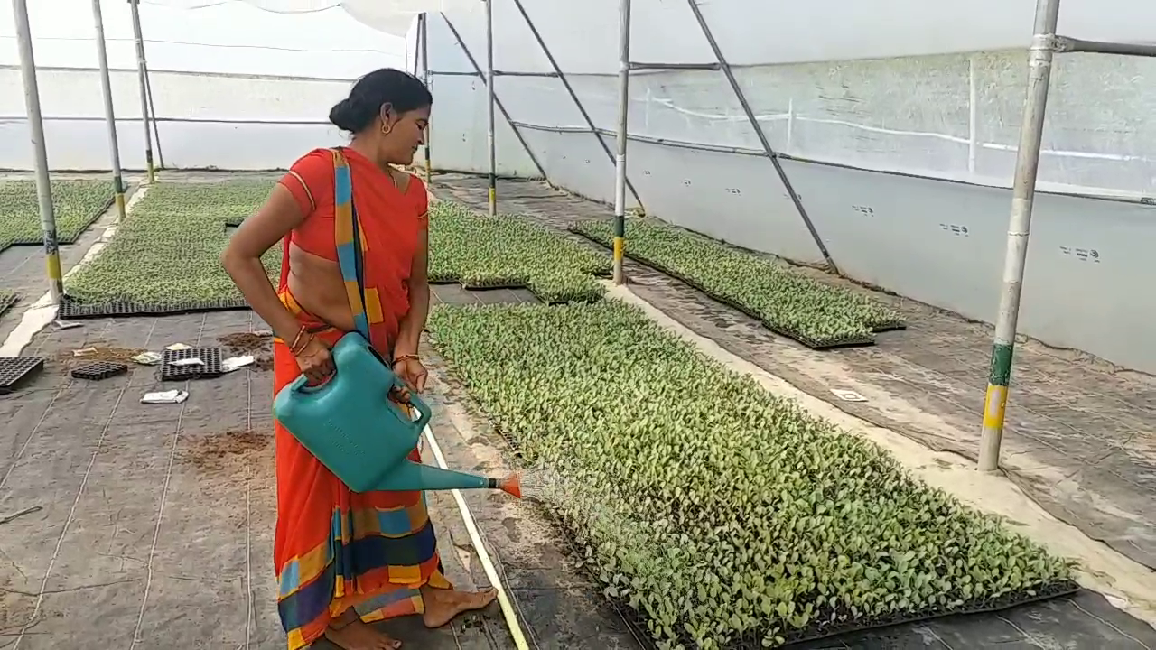 Jharkhand women become self-reliant through farming