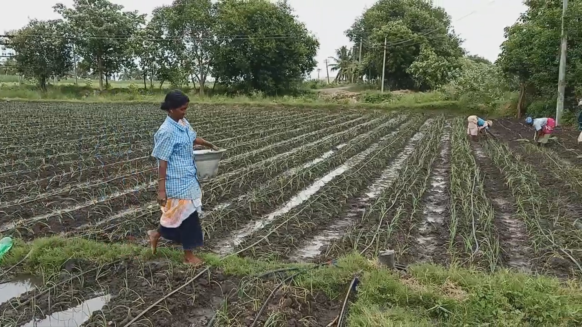 kallakurichi onion farming