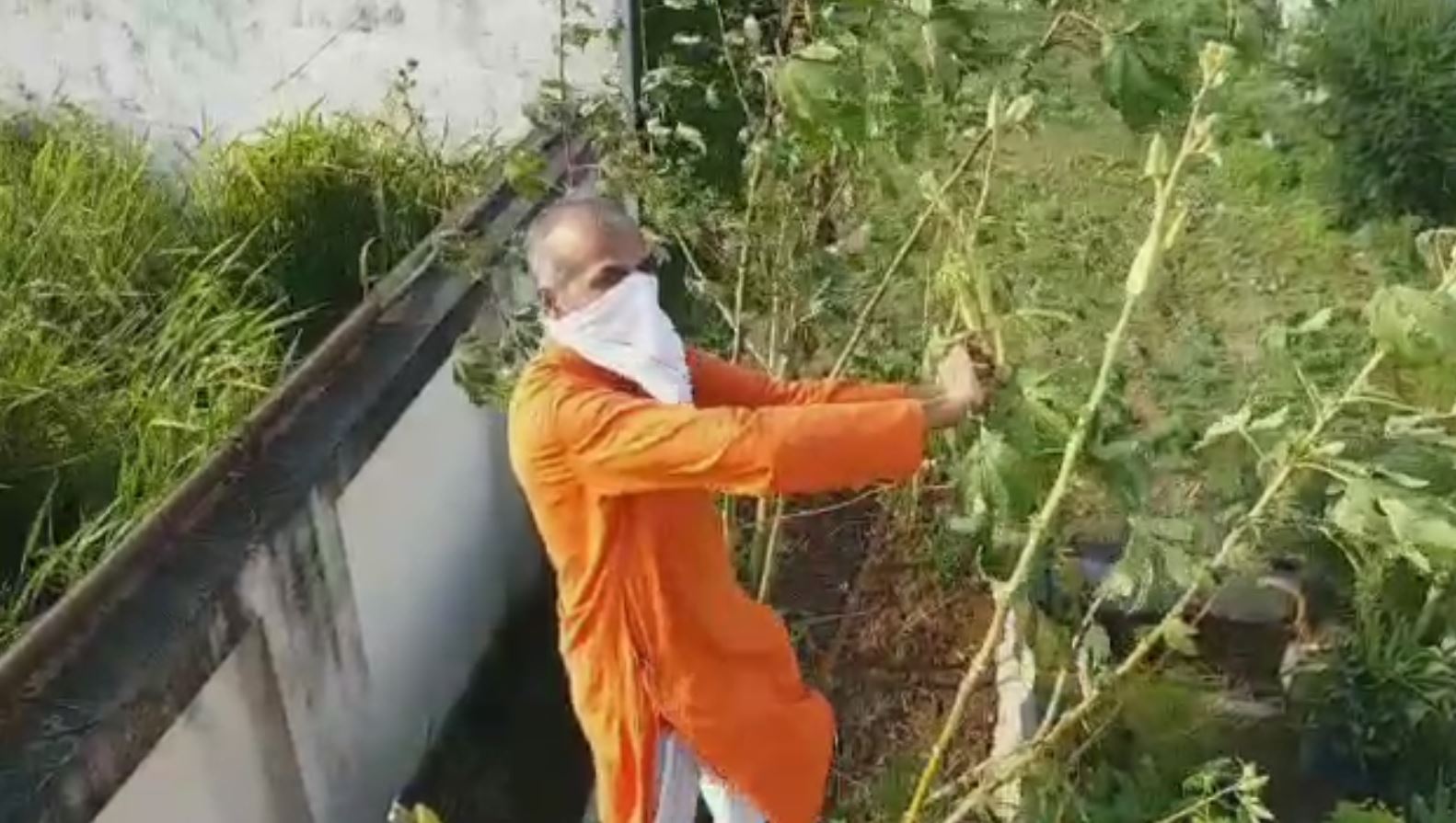 Agriculture enthusiast successfully grows rice on terrace using unique method