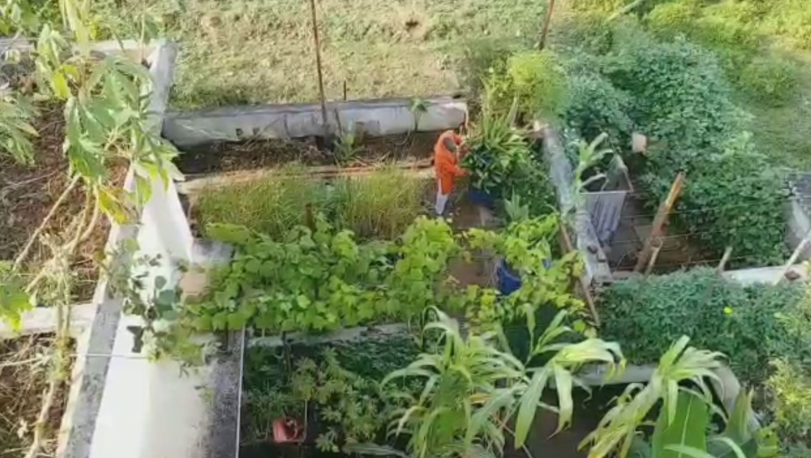 Agriculture enthusiast successfully grows rice on terrace using unique method