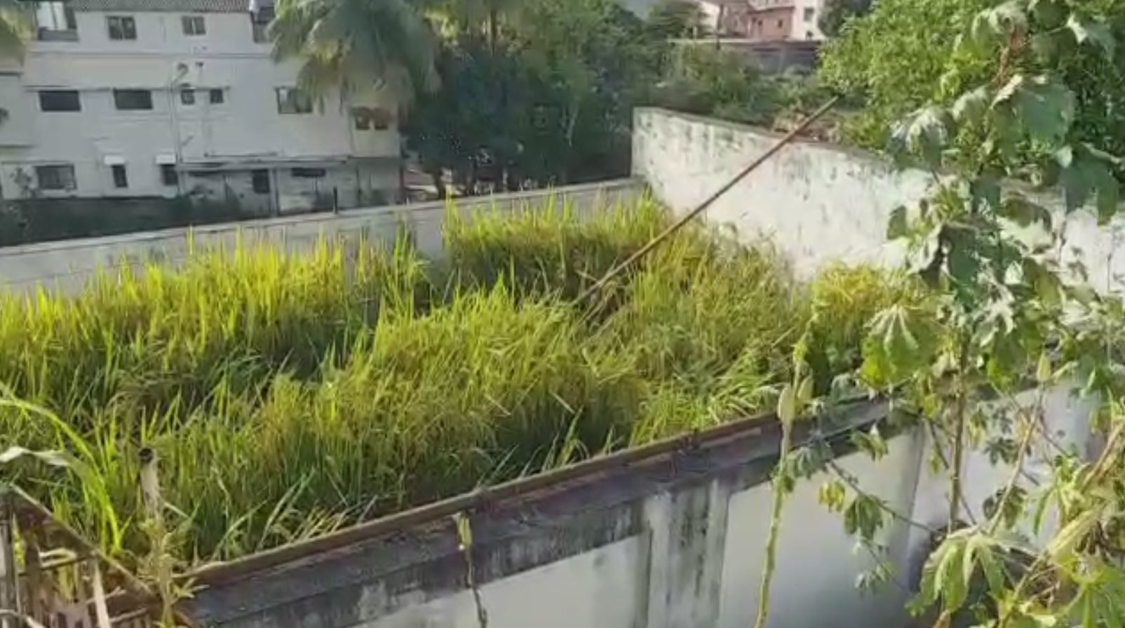 Agriculture enthusiast successfully grows rice on terrace using unique method