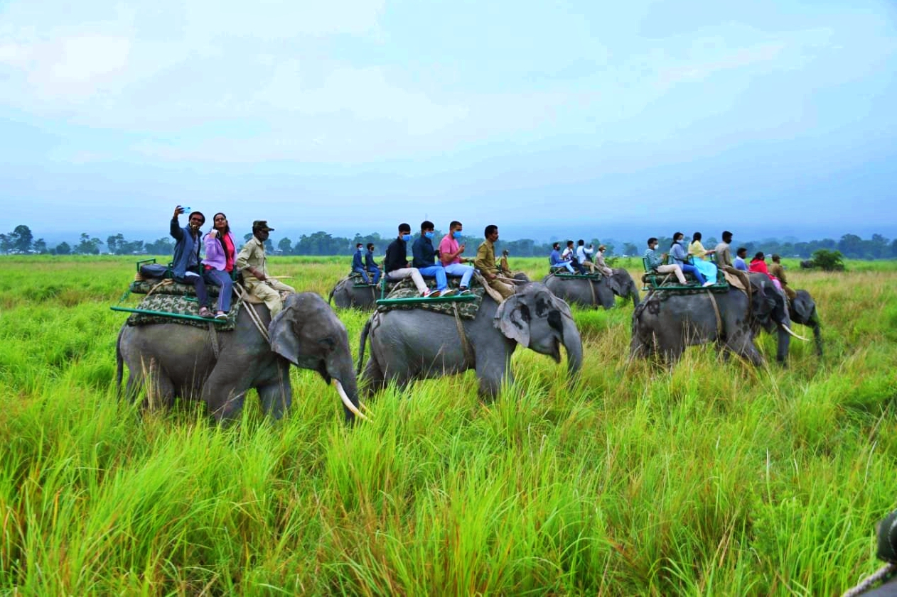 Kaziranga National Park Assam