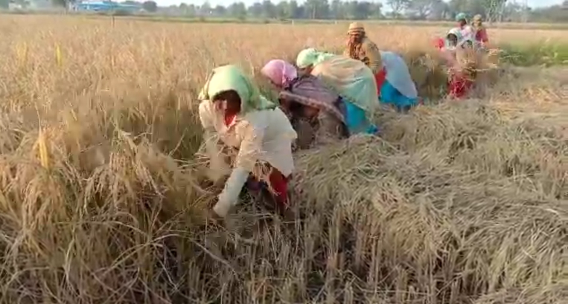 farmers-worried-over-decision-to-purchase-paddy-in-chhattisgarh-from-december-1